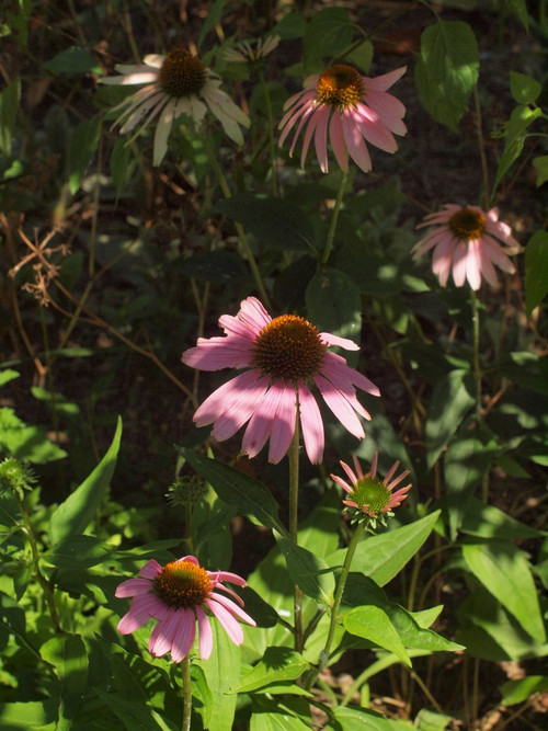 P7076181