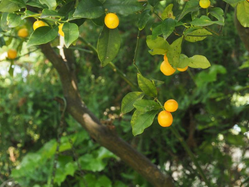 P5056180
