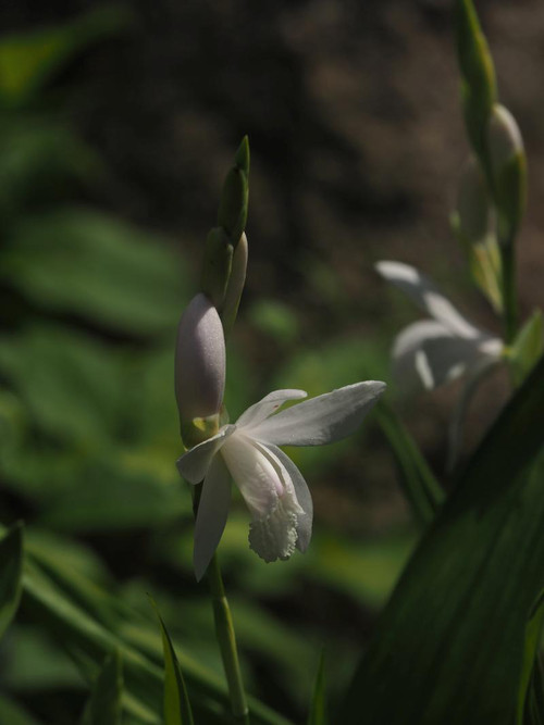 P5056184