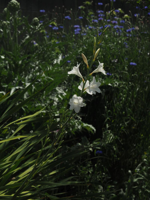 P5056202