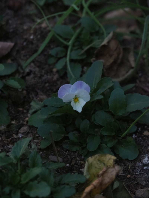 P1011127