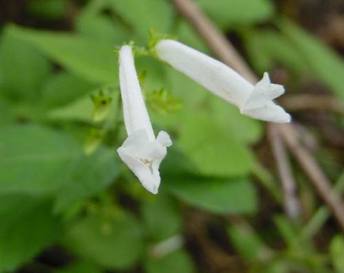アキチョウジ白花