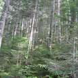 北沢峠の針葉樹林