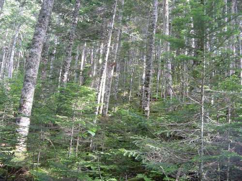 北沢峠の針葉樹林