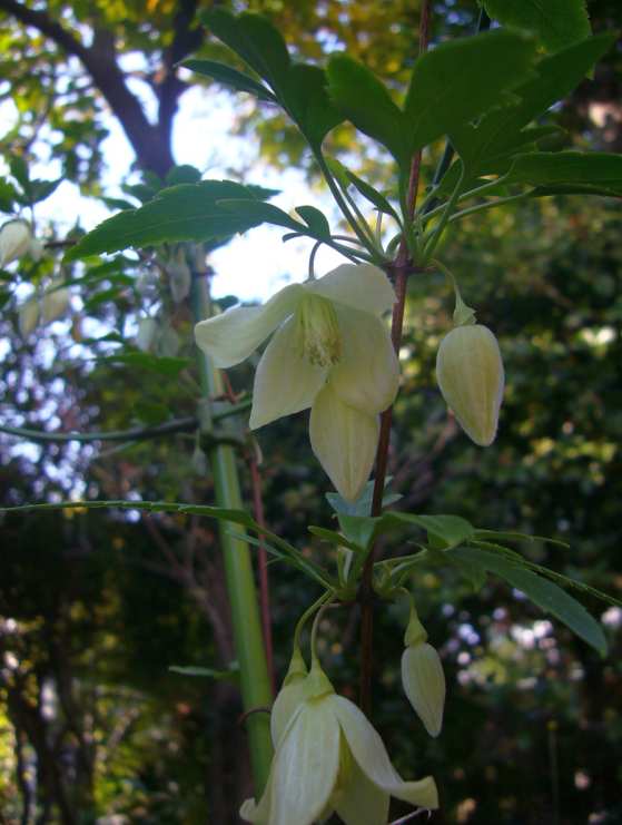 庭の四季を綴る 冬咲きクレマチス シルホサ