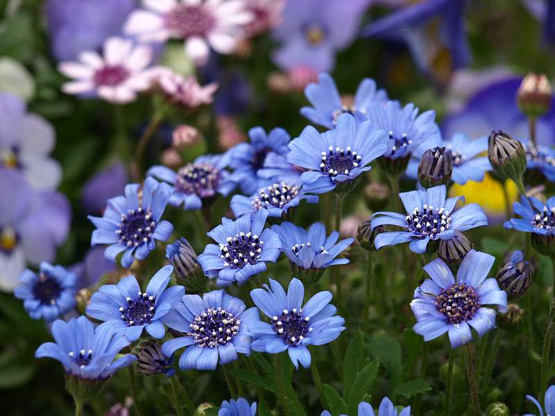 庭の四季を綴る 青花シリーズその３ フェリシア