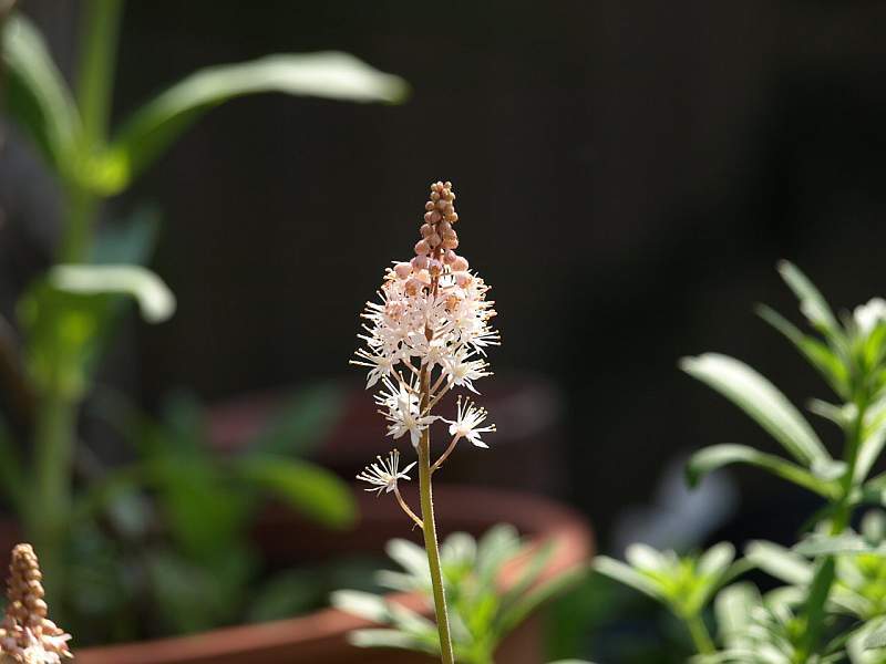P4130582