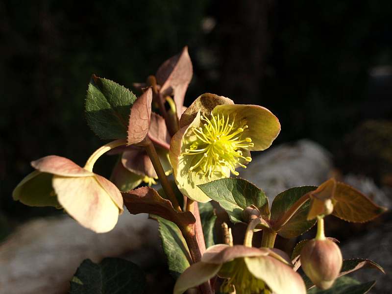 P3021527