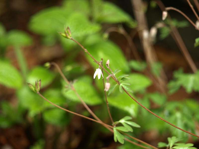 P4046438