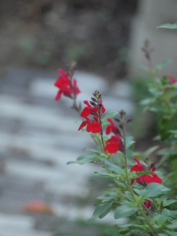 庭の四季を綴る 秋の赤い花